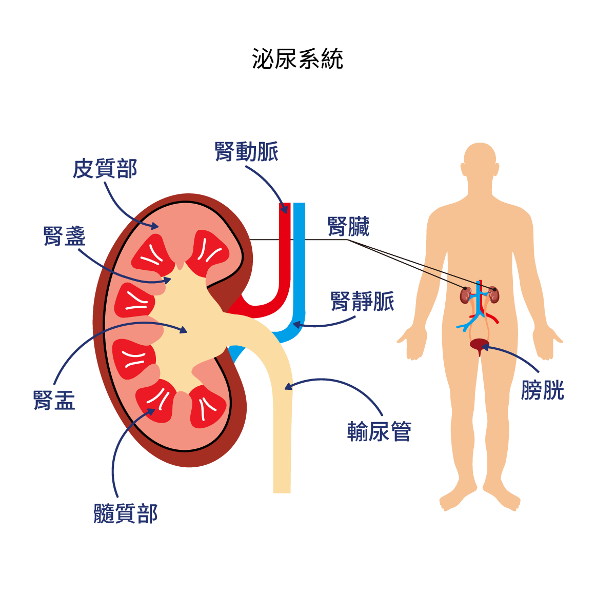  kidneys, chronic kidney disease, kidney function, CKD, kidney testing