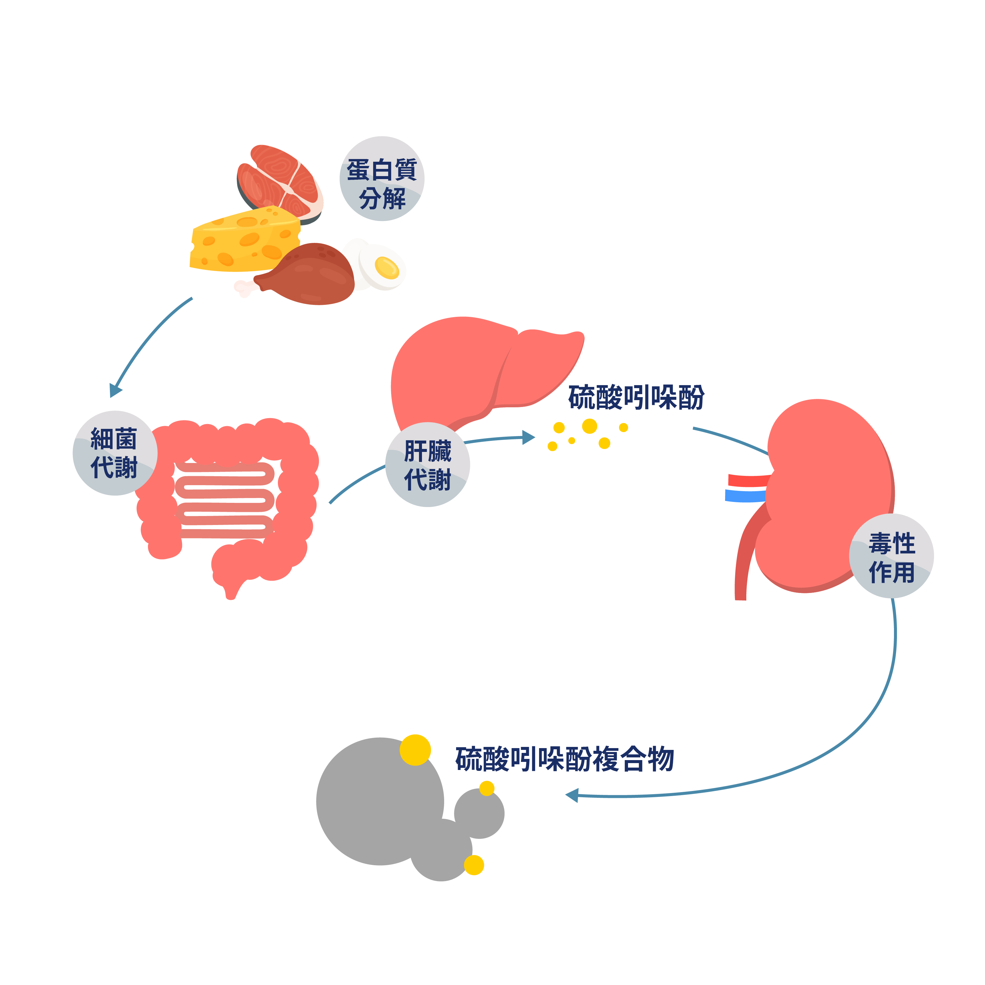  kidneys, chronic kidney disease, kidney function, CKD, kidney testing