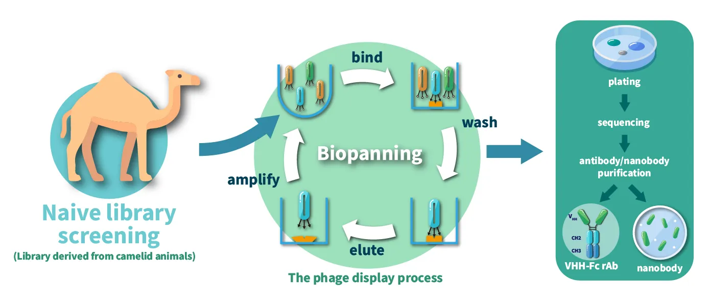 Nanobody Development Service