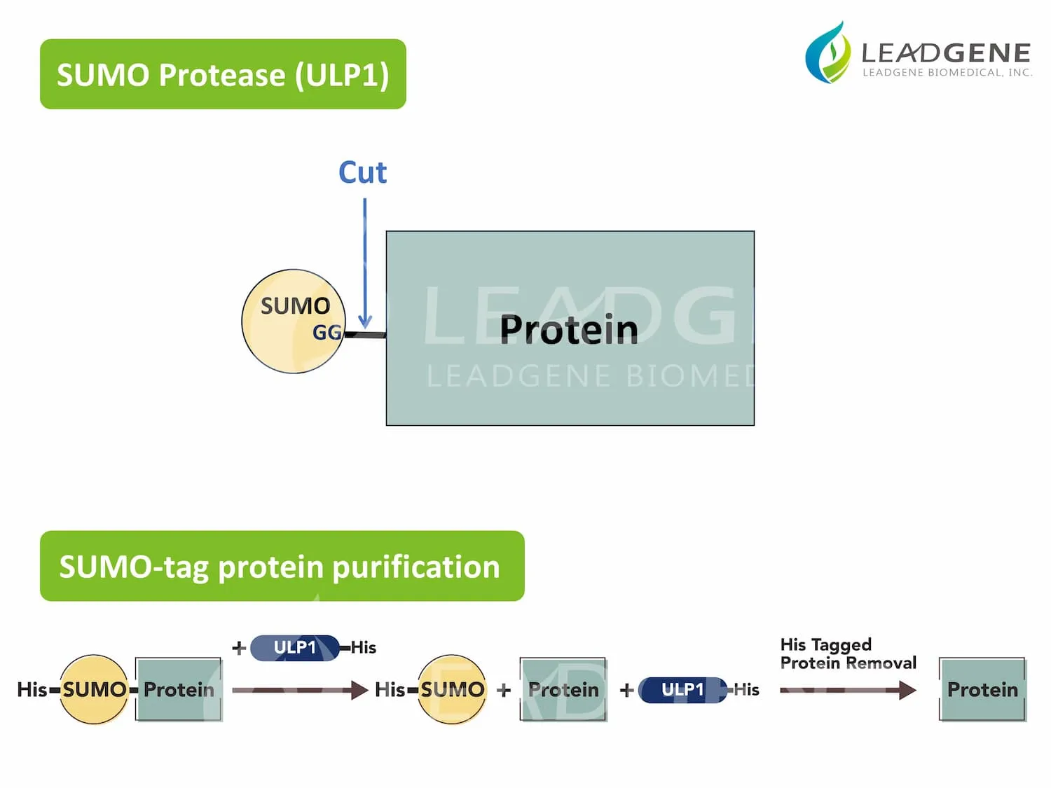 SUMO Protease (ULP1) (Active)