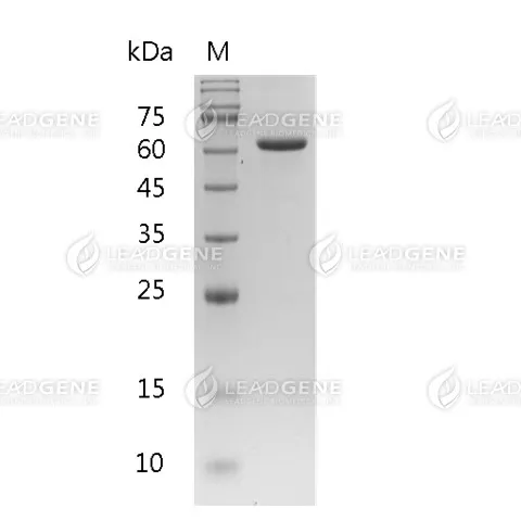 Bovine Serum Albumin