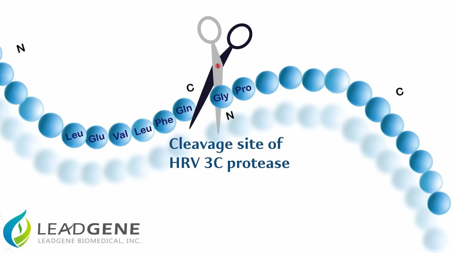 HRV 3C Protease