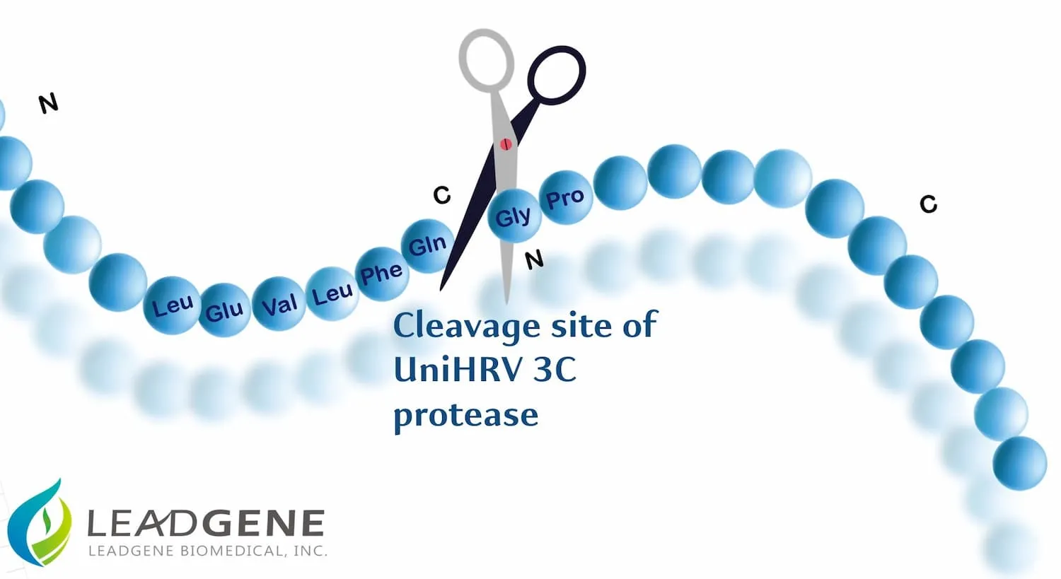 UniHRV 3C Protease