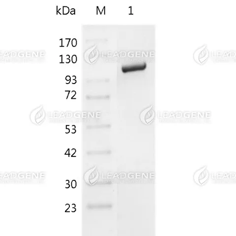 T7 RNA Polymerase