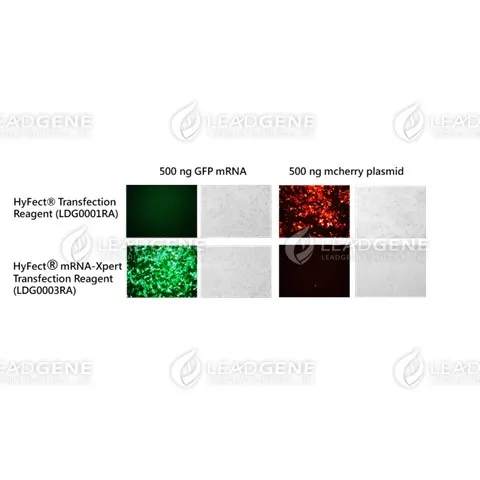 HyFect® Transfection Reagent