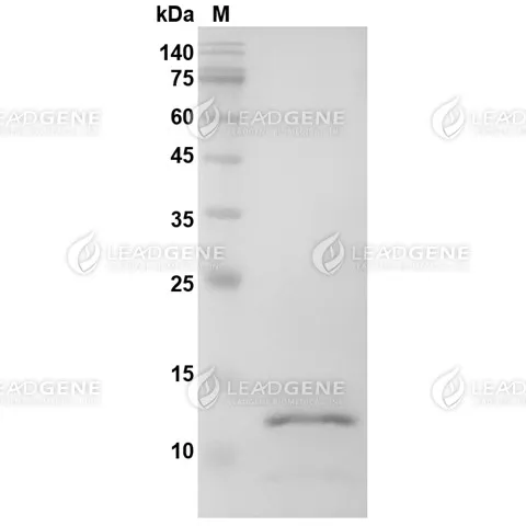 PRRSV Nucleocapsid Protein, His Tag, E. coli