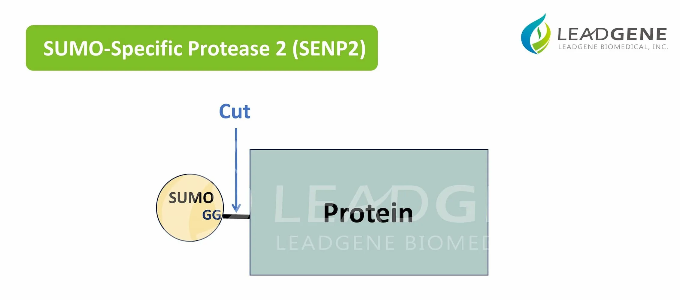 SUMO-Specific Protease 2 (SENP2)