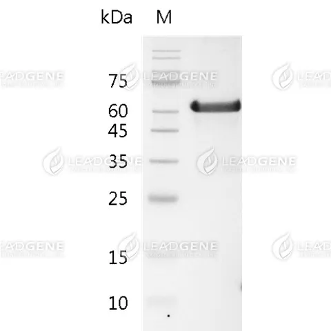 Mouse Serum Albumin, His Tag, HEK293
