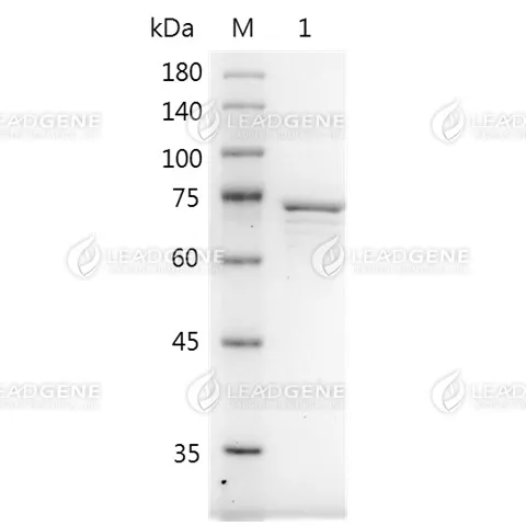 NiV Nucleocapsid Protein, His-SUMO Tag, HEK293