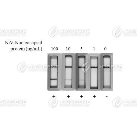 Nipah Virus Antigen Rapid Test (Uncut Sheet)