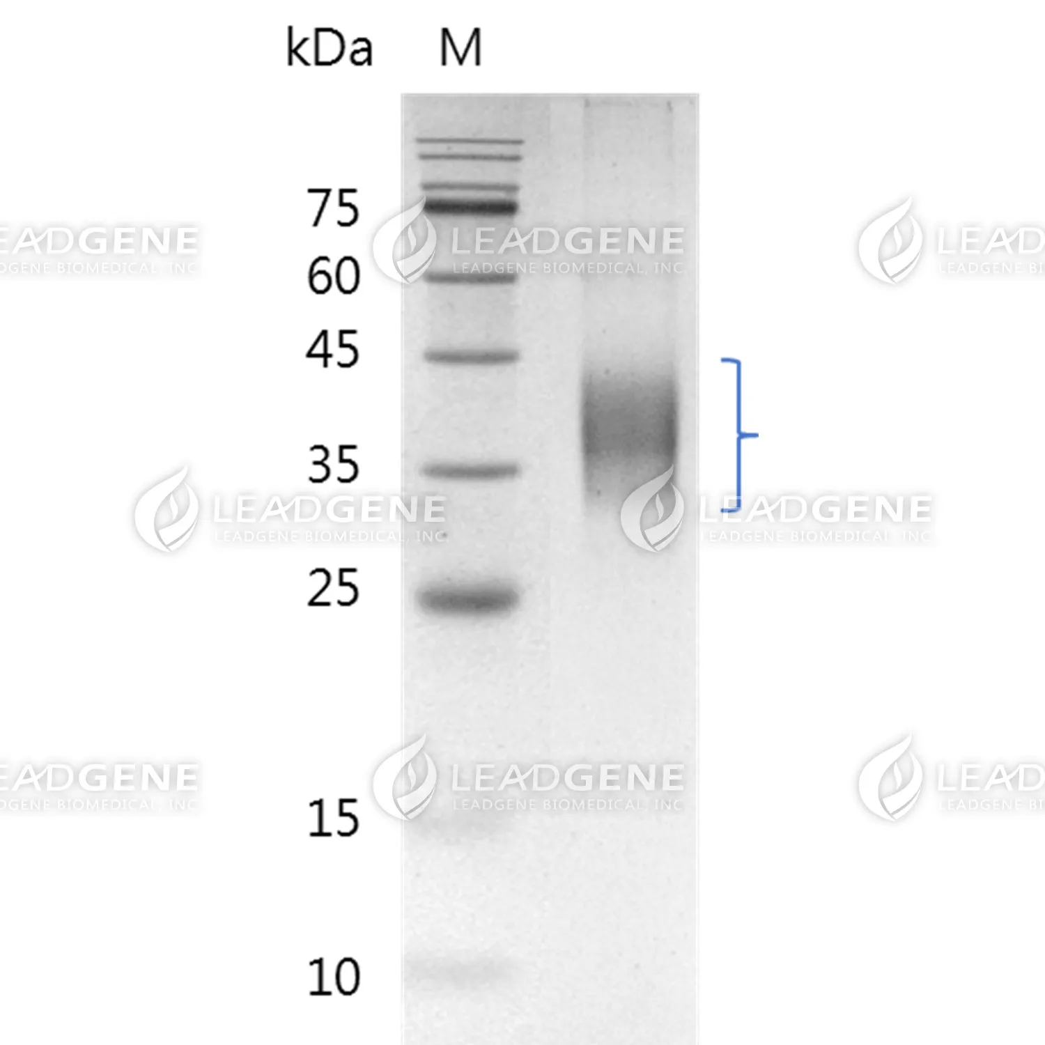 Human PD-L2, His Tag, CHO