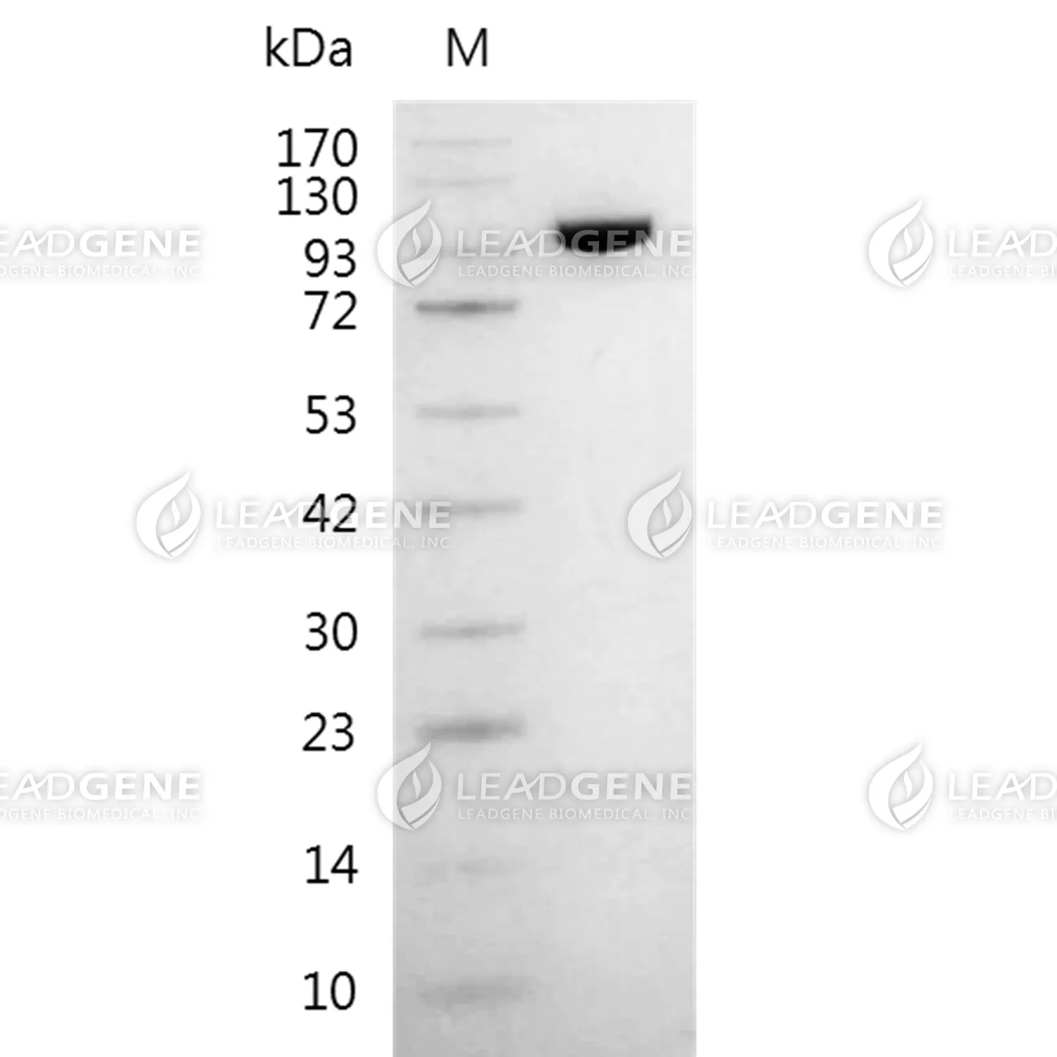 LeadGMP® T7 RNA Polymerase