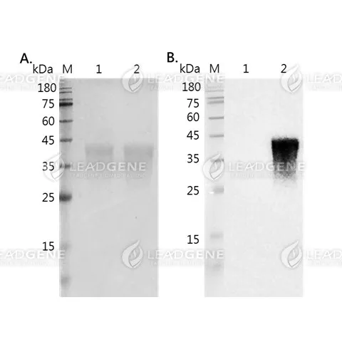 HyLink™ BirA Biotin Labeling Kit