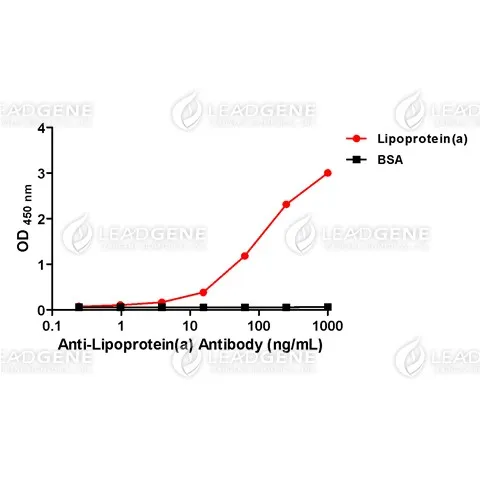 Anti-Lipoprotein(a) Antibody
