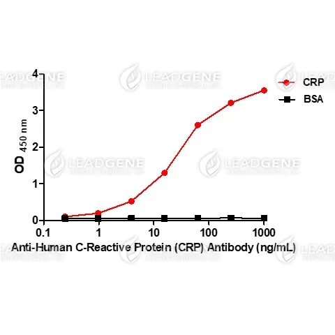 Anti-C-Reactive Protein Antibody