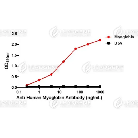 Anti-Myoglobin Antibody
