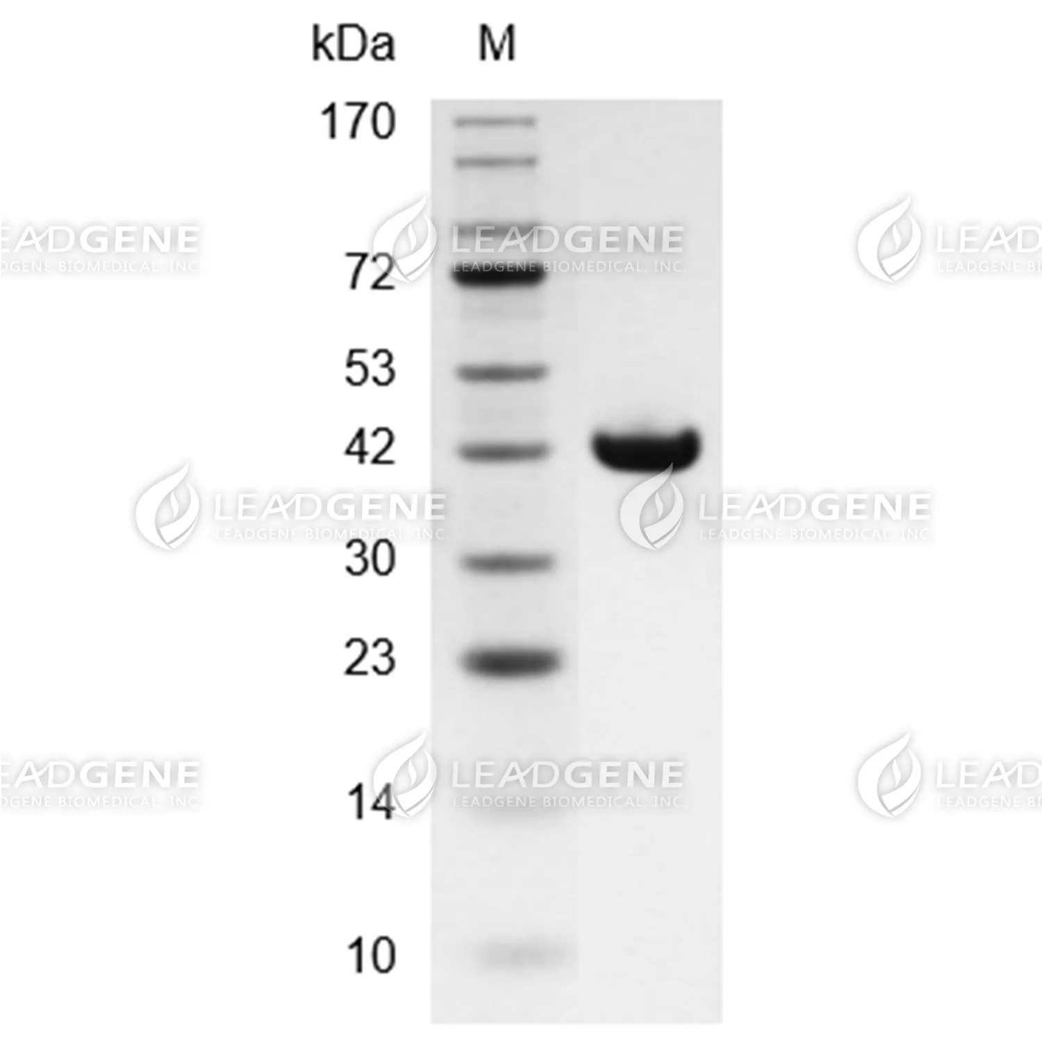 Human TGF Beta 3, Fc Tag, HEK293