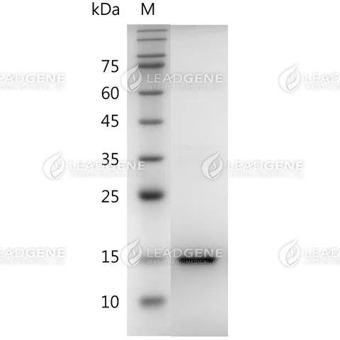Human VEGF121, His Tag, E. coli